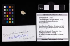 Foto (Objekt + Etikett) von Discutioira moesica (Muţiu & Bădăluţă, 1971)  (NHMW-GEO-2017-0089-0014)